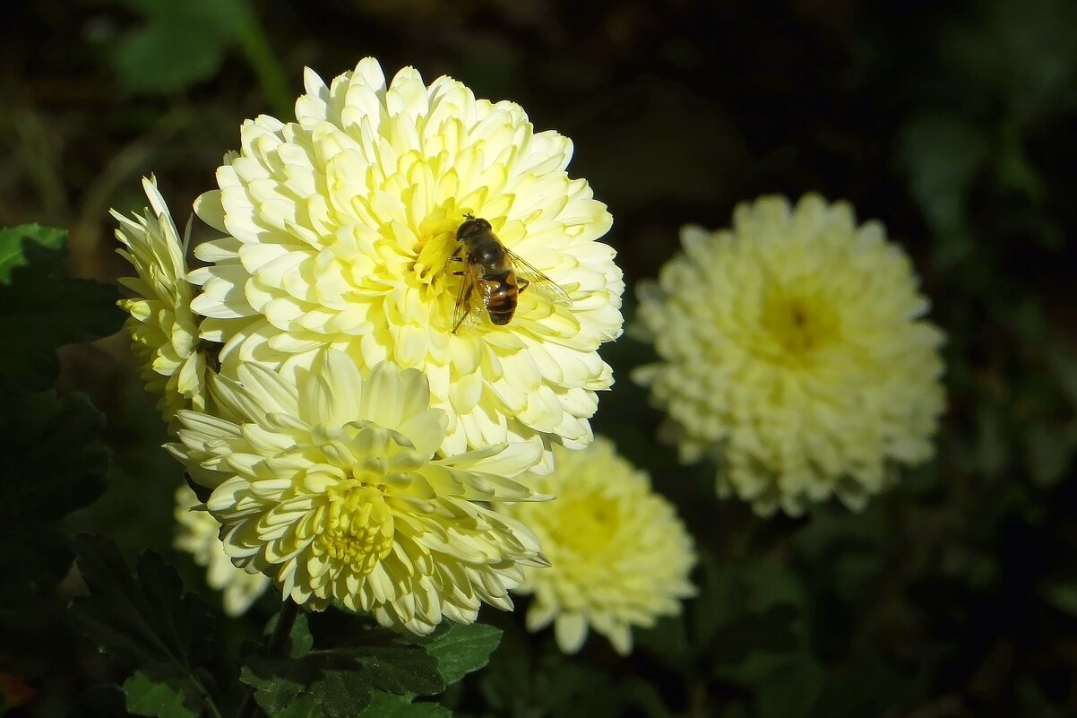 Октябрь подарил тёплые дни - Татьяна Смоляниченко Октябрь подарил тёплые дни - Татьяна Смоляниченко