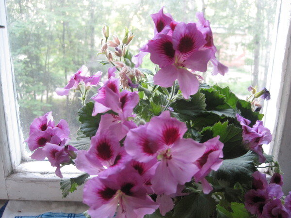 Герань - Елена Семигина