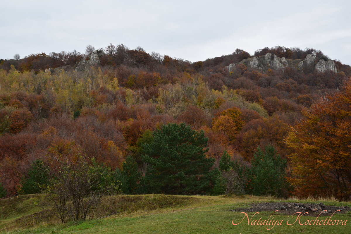 Природа Крыма - Amazing Cosmea