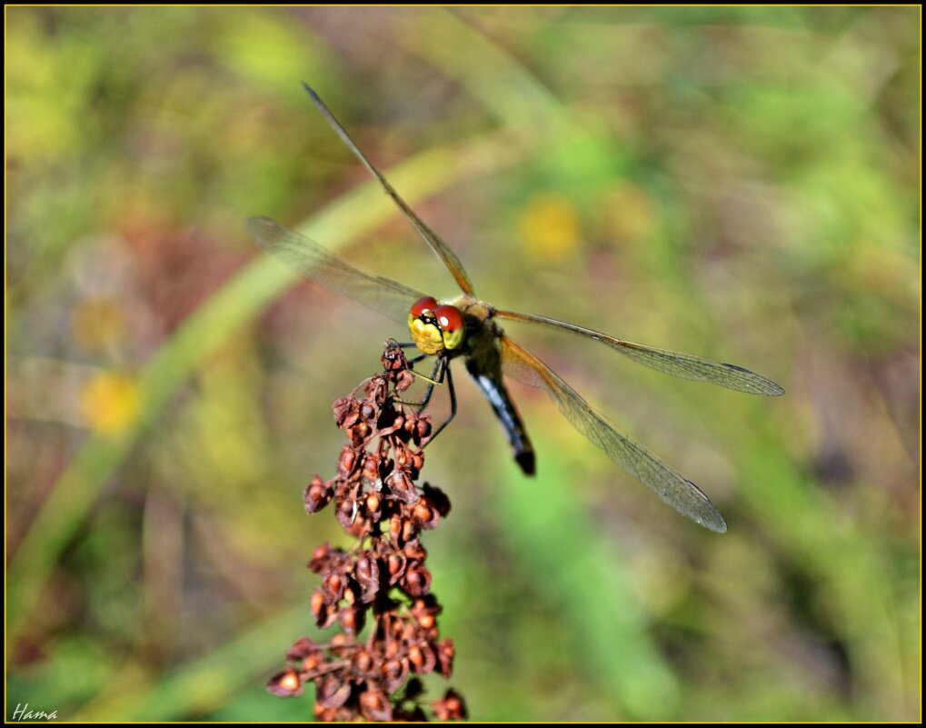 Высоко сижу на тебя гляжу. - Ната57 Наталья Мамедова