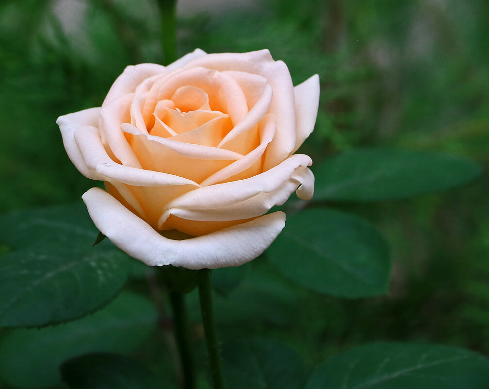 *** - Светлана 