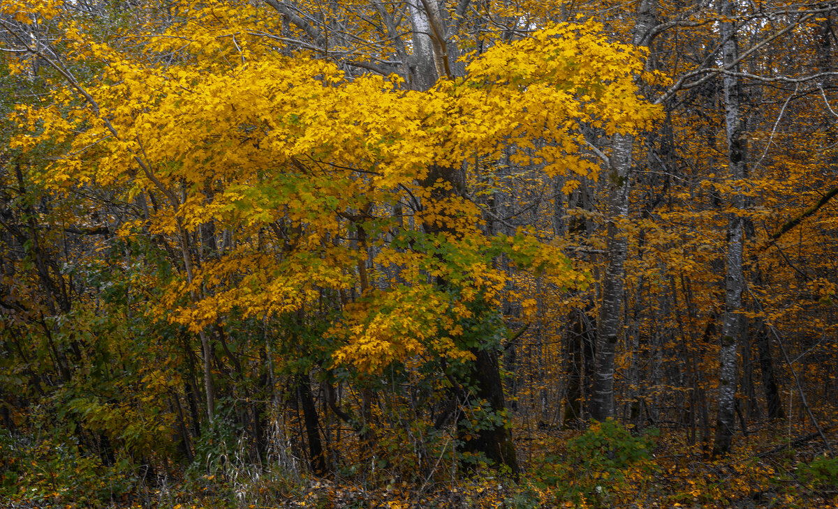 *** - Игорь Протасов