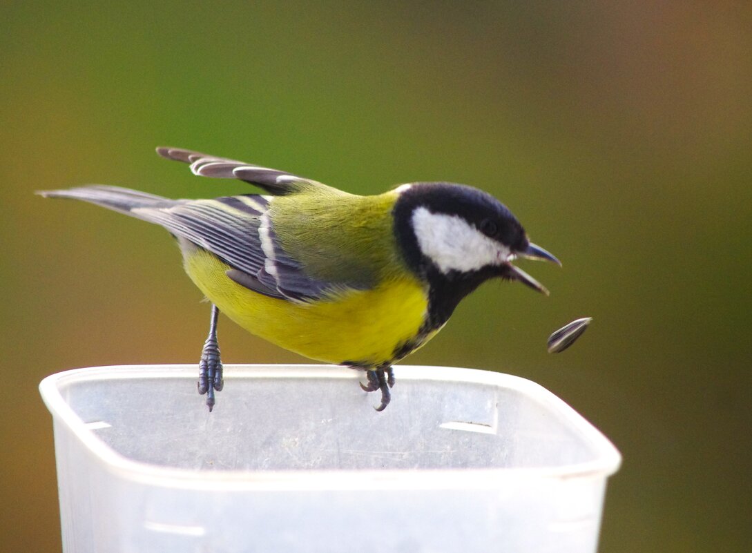 "Куда-же от меня !" - Юрий Куликов