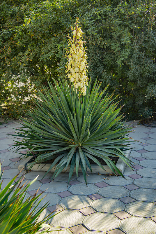 Юкка - Анатолий Чикчирный Юкка - Анатолий Чикчирный