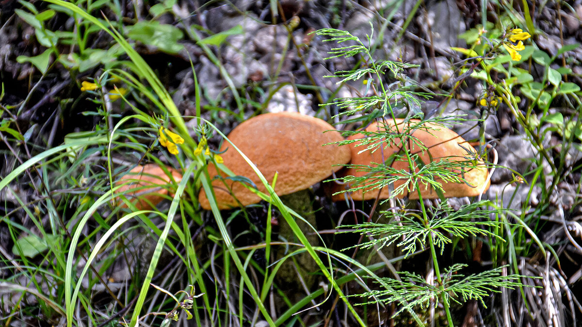 :) Только за грибами ... - Alexandеr P :) Только за грибами ... - Alexandеr P