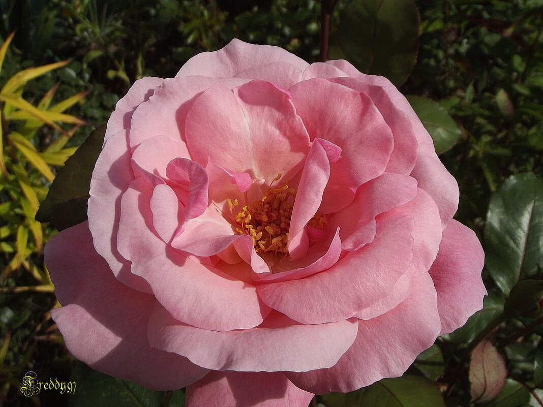 Роза - Freddy 97 Роза - Freddy 97