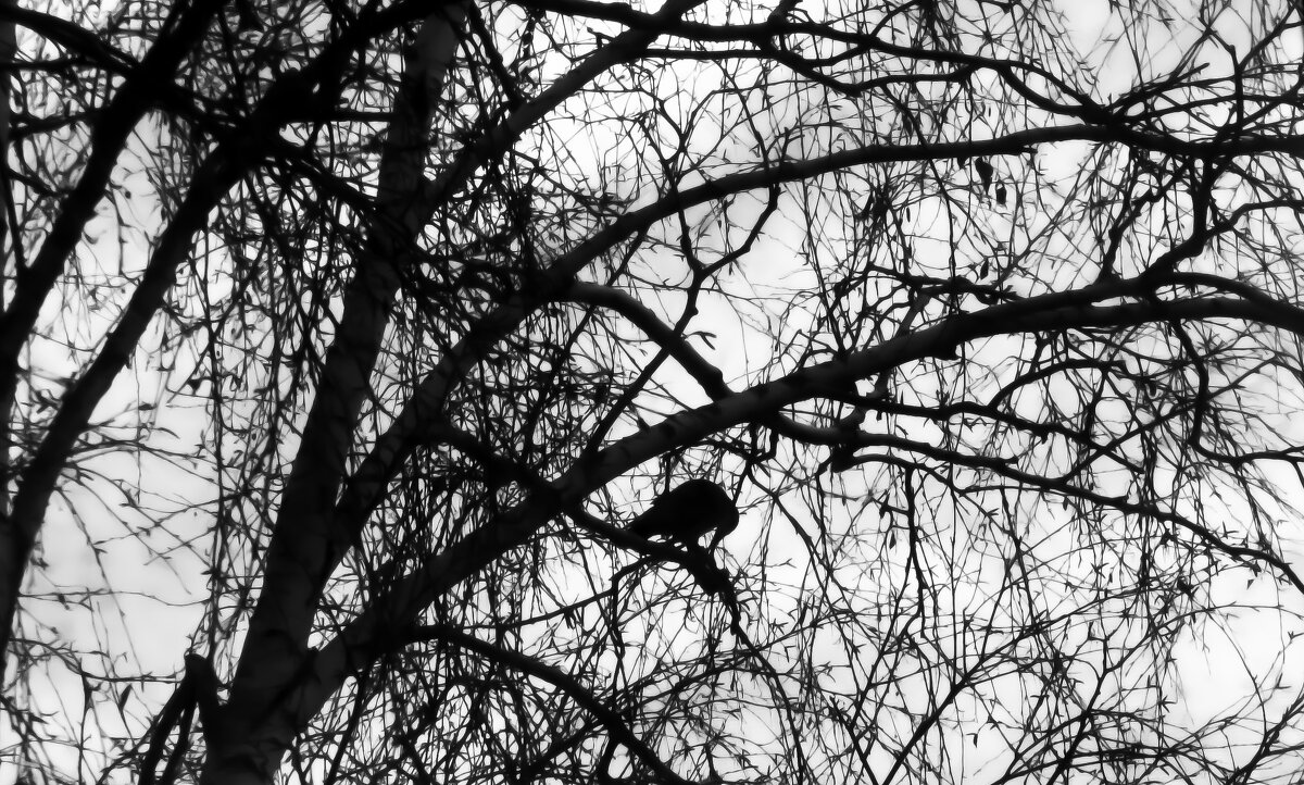 Найди птичку - Валерий Кролик