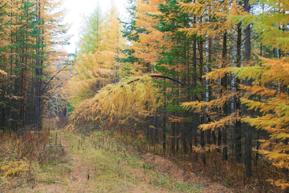 Дорога в осень - Галина Ильясова