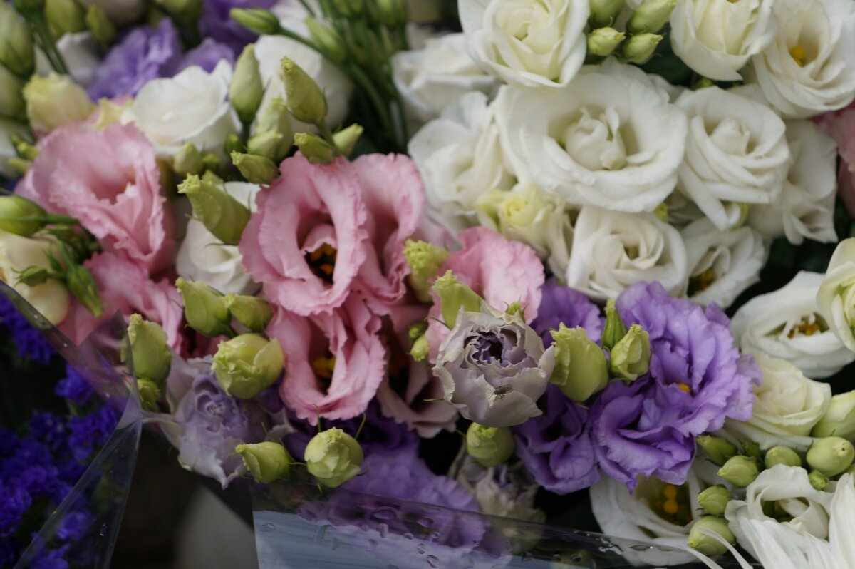 Эустома - Алёна Савина