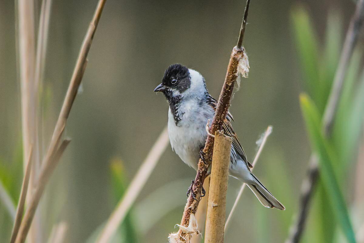 Овсянка тростниковая. - Nik Lovec