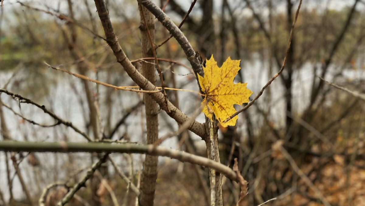 Лист осенний,  до земли не долетевший... - Olga Oskolkova