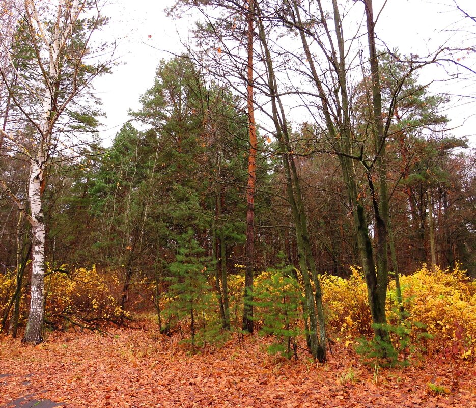 Пасмурная осень - Андрей Снегерёв