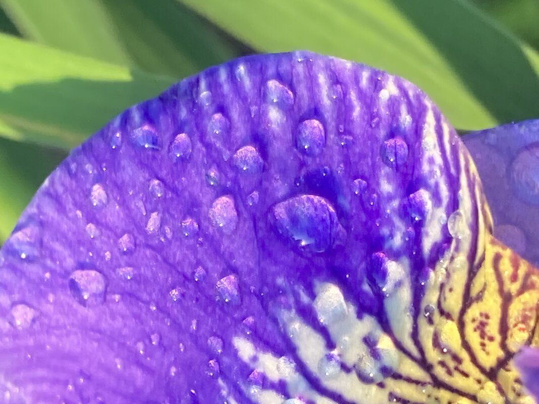 Лепесток - Ольга Савельева 