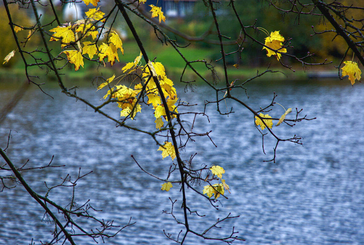 Осенний мотив. - Lucy Schneider 