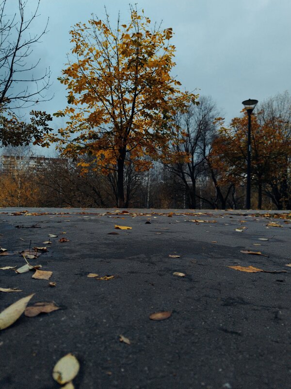 Золотое дерево каштана в пасмурную погоду. Осенью. - Ann 