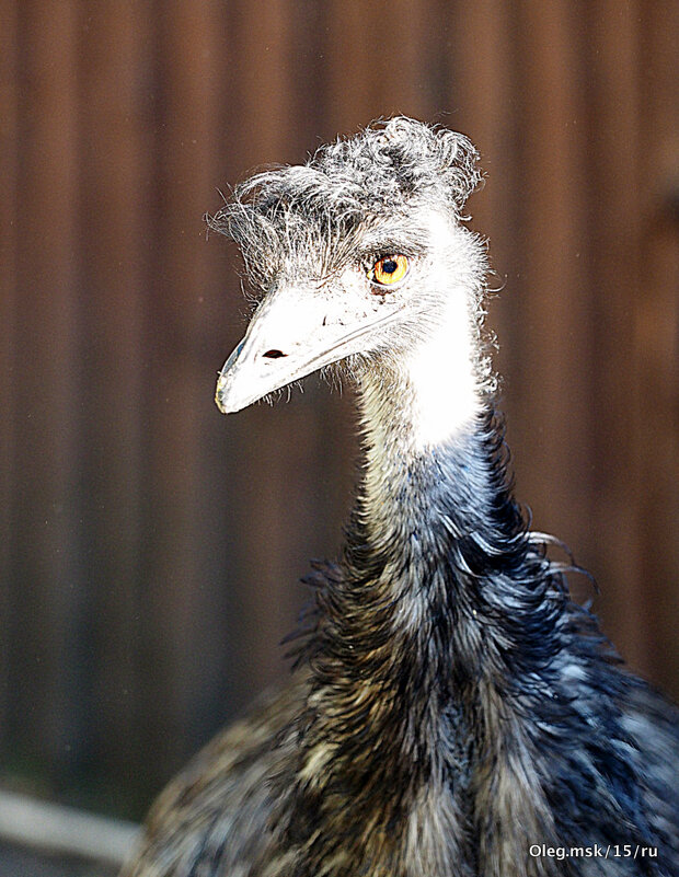 редкие птицы в городе - Олег Лукьянов