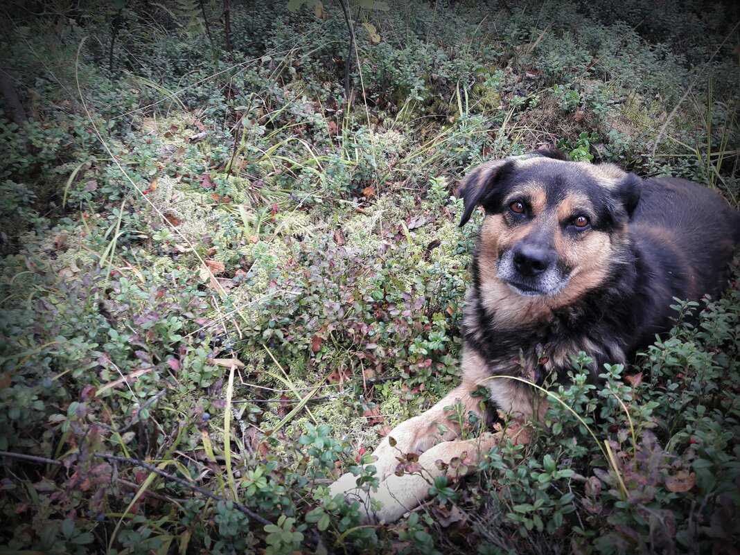 памяти Друга - Любовь 