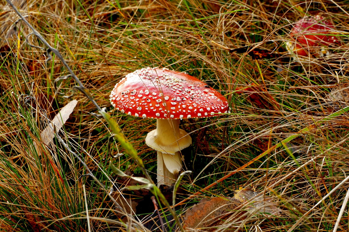 природа 30 октября 3 - Александр Прокудин природа 30 октября 3 - Александр Прокудин