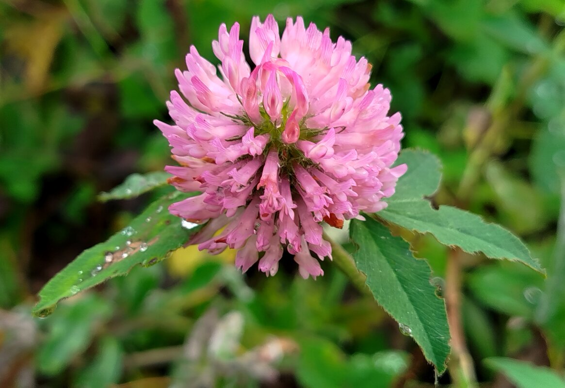 Осенний клевер - светлана льдокова