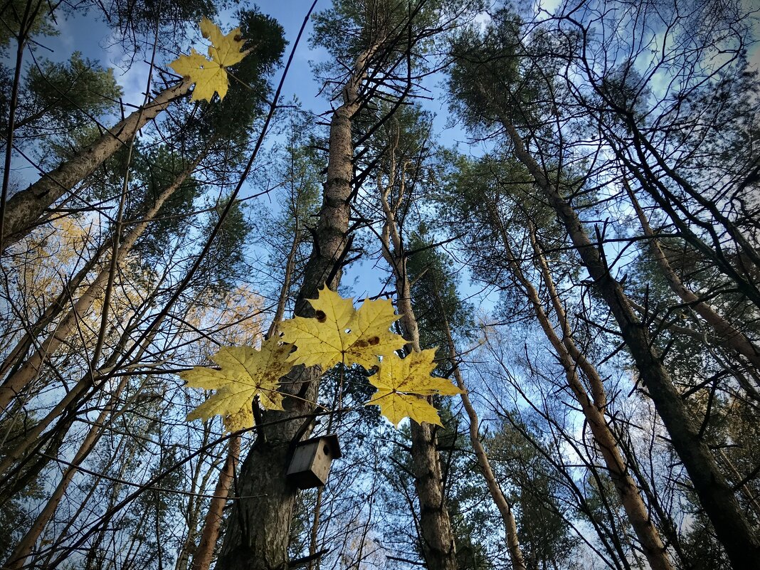 Когда поднимешь взгляд… - Любовь 