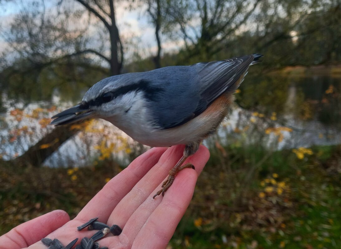 Поползень - Сапсан 