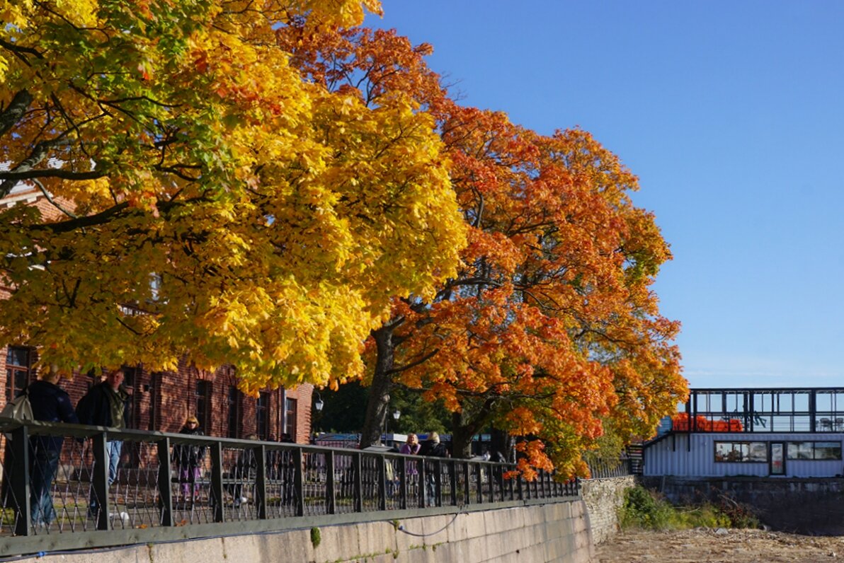 Золото осени - Ольга 