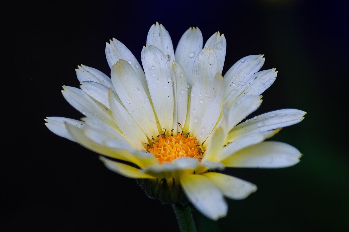 *** - Виктор Иванович Чернюк *** - Виктор Иванович Чернюк