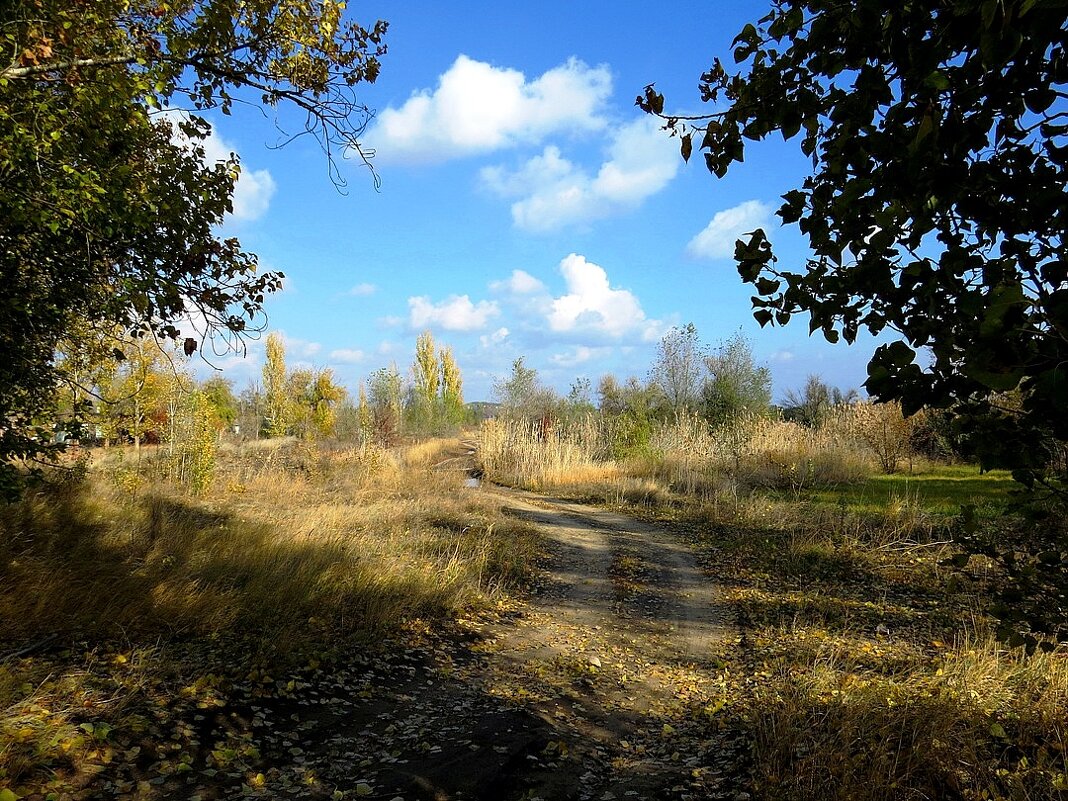 Осенняя дорога - Natali 