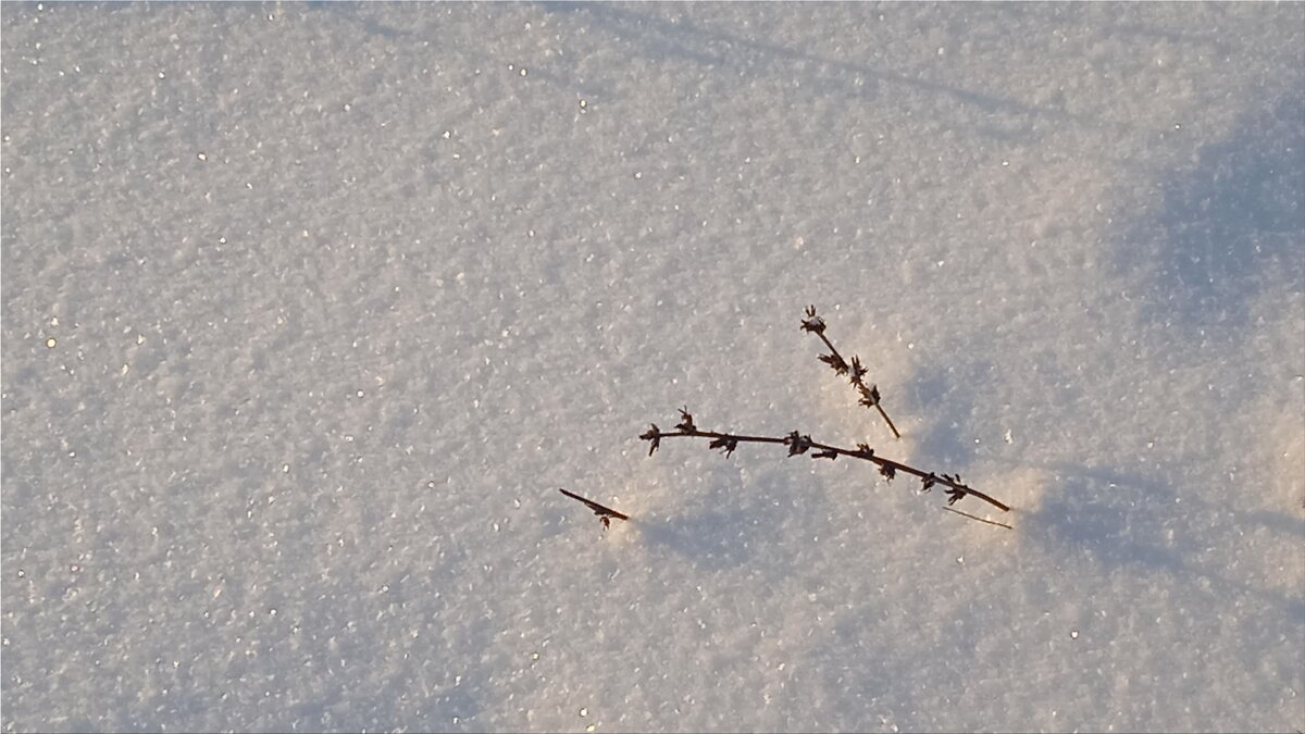 Зимние веточки - dindin 