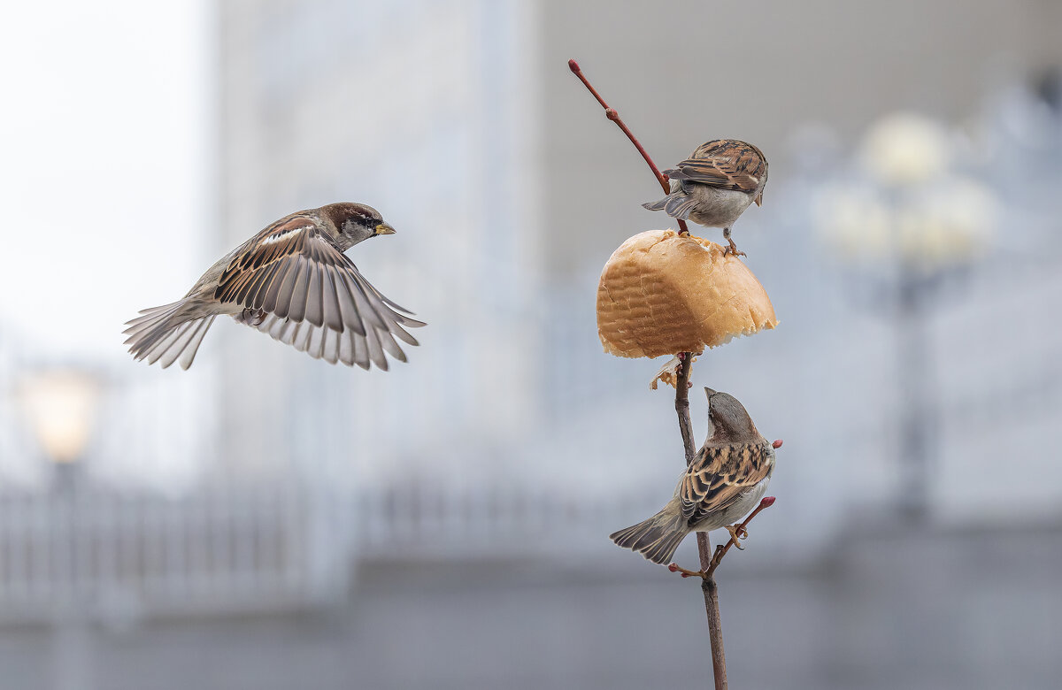 из жизни воробьев . - юрий макаров из жизни воробьев . - юрий макаров