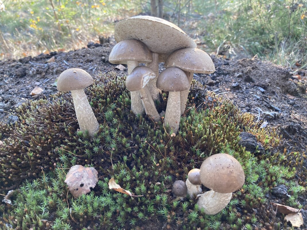 Дружная семейка - Ольга Савельева 