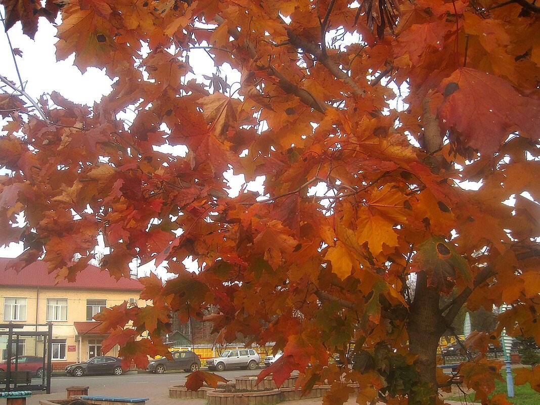 В октябре - Елена Семигина