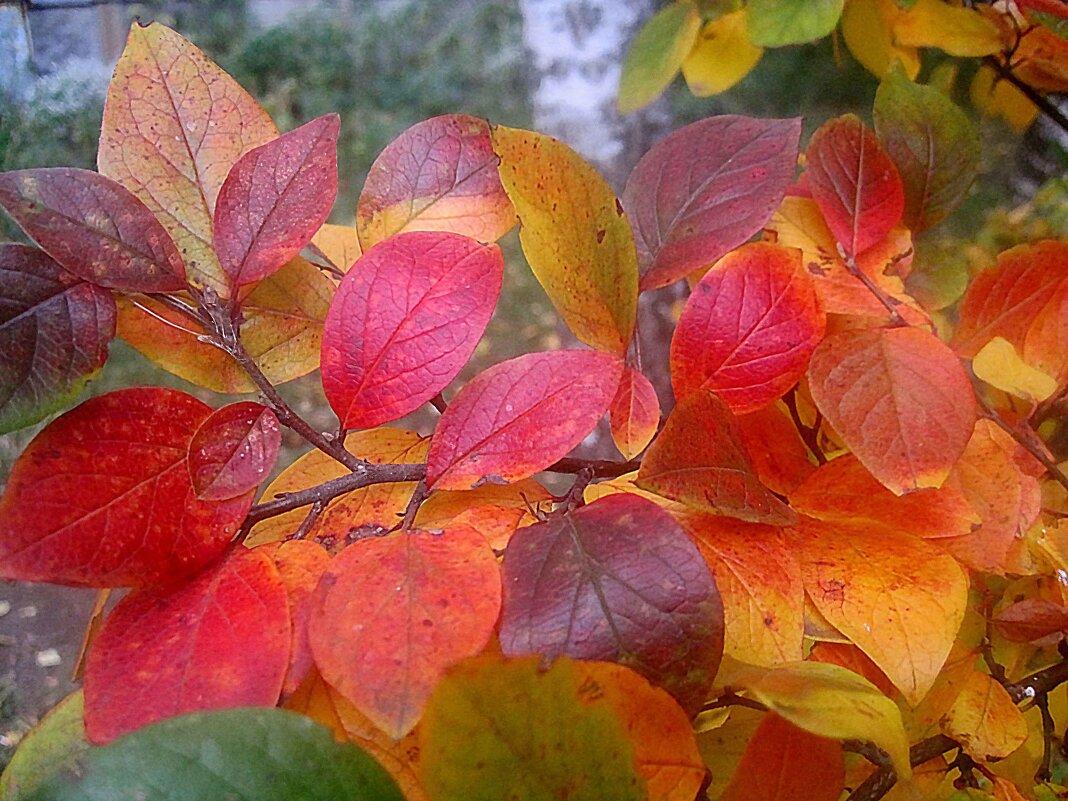 В октябре - Елена Семигина