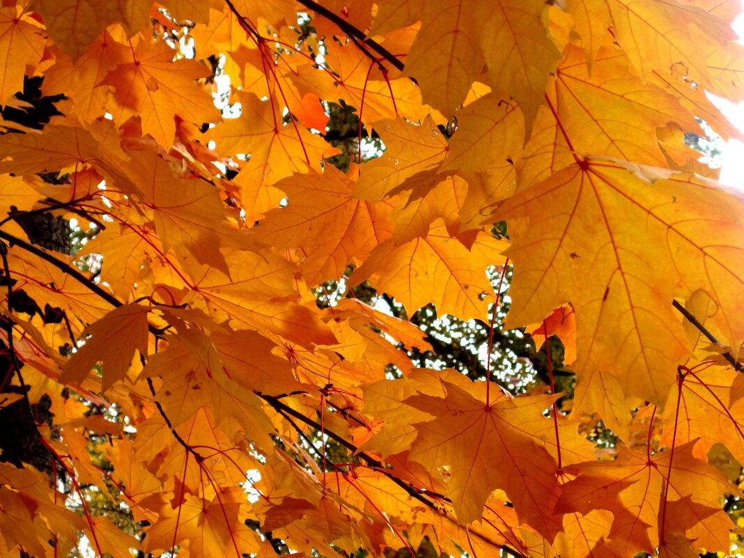 В золотую осень октября - Елена Семигина