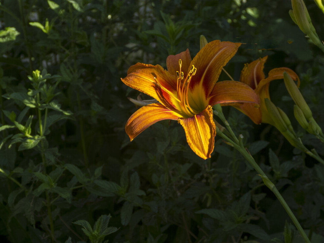 Лилейник - Валентин Семчишин