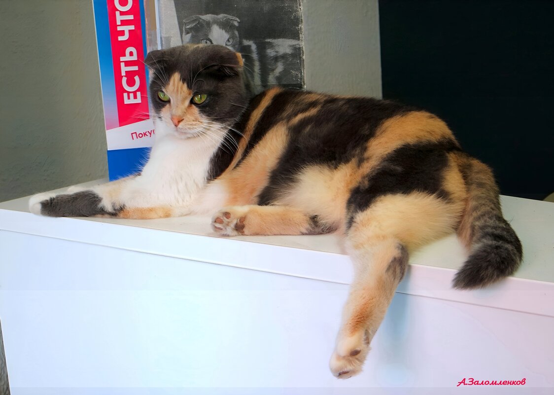 Кошка Варя продолжает успешно собирать донаты на рабочем месте..:-) - Андрей Заломленков