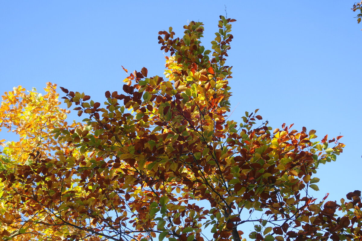 Побережье лесного озера - Рита Симонова