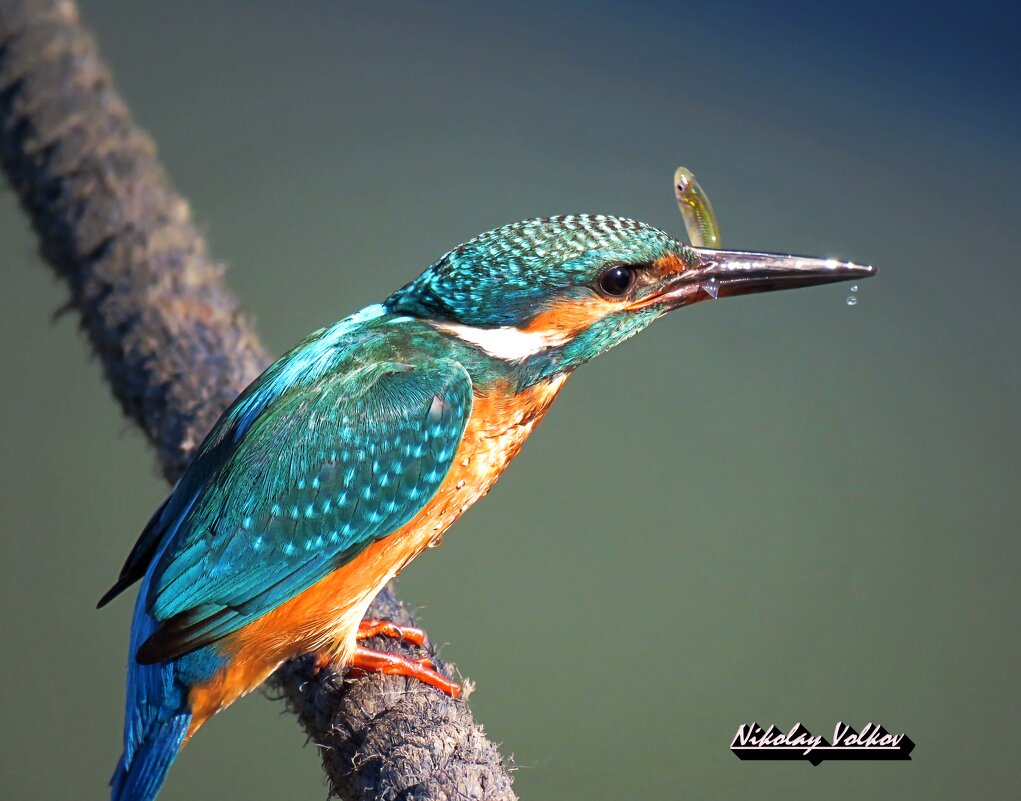 Обыкновенный зимородок с уловом)) - Николай Волков