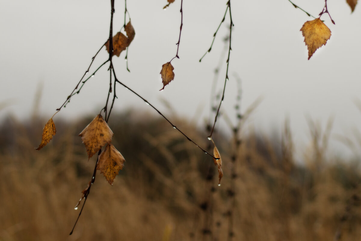 Последние - sorovey Sol