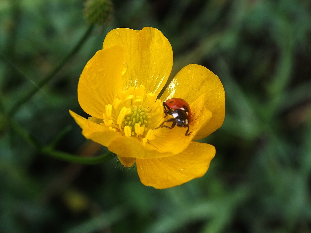 ** - Зоя Мишина