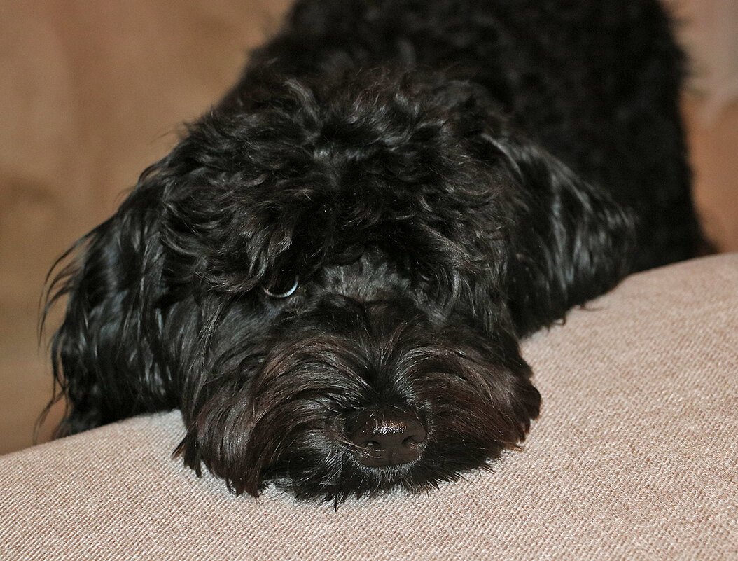 Туча отдыхает от трудов праведных - Светлана 