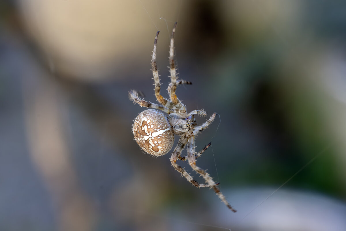 Ещё свет льётся из небес... - Валерий Басыров