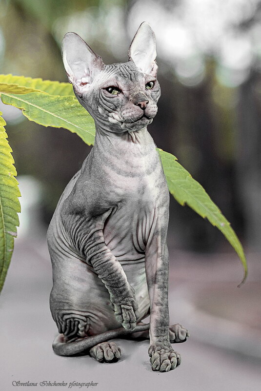 Донской сфинкс - Светлана Ищенко