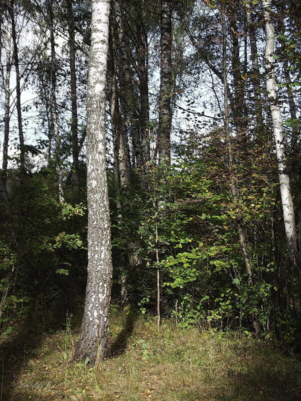 Прогулка в лесу... - Freddy 97