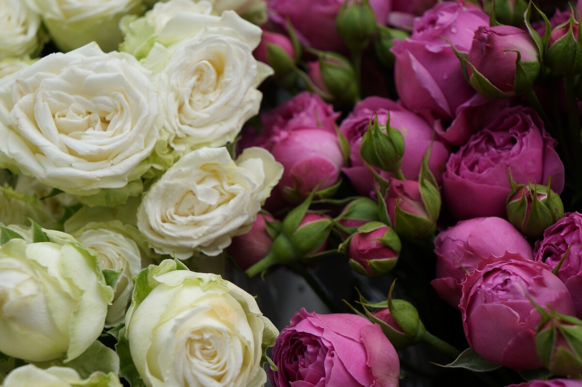 Розы - Алёна Савина Розы - Алёна Савина