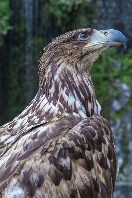 Гордый, как весь Кавказ. - Евгений Голубев Гордый, как весь Кавказ. - Евгений Голубев