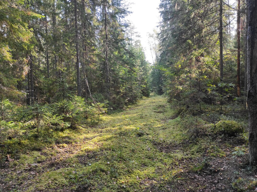 Лесная дорога - Игорь Ч.