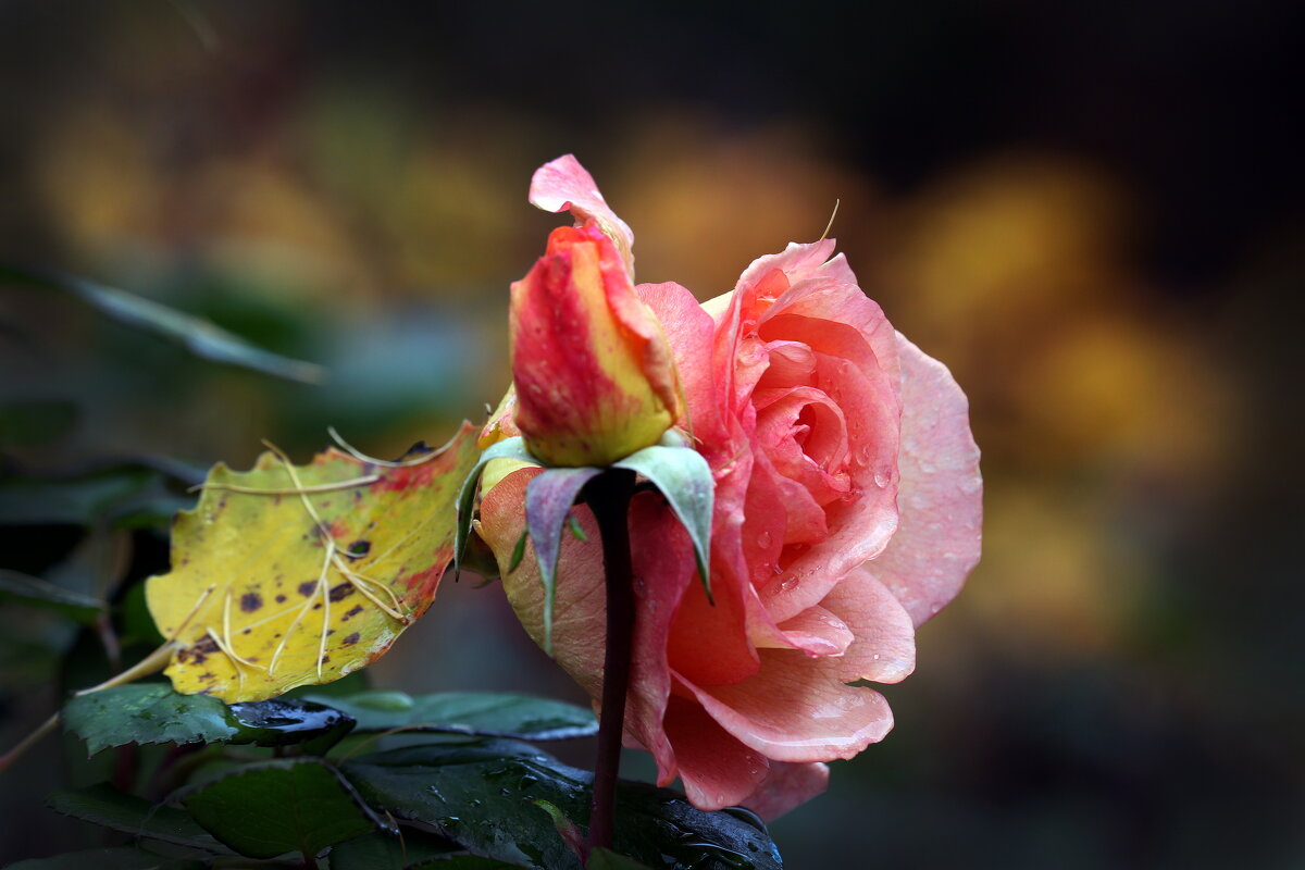 30 октября - Михаил Бибичков