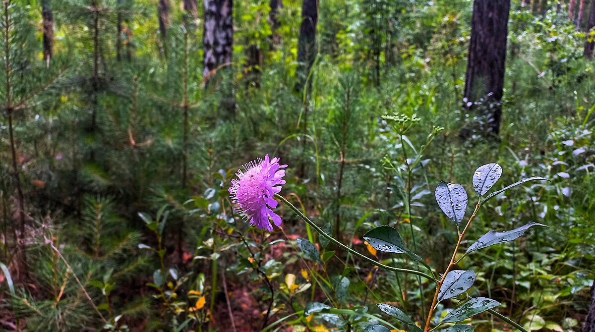 В объятьях сладкой тишины - Hope 