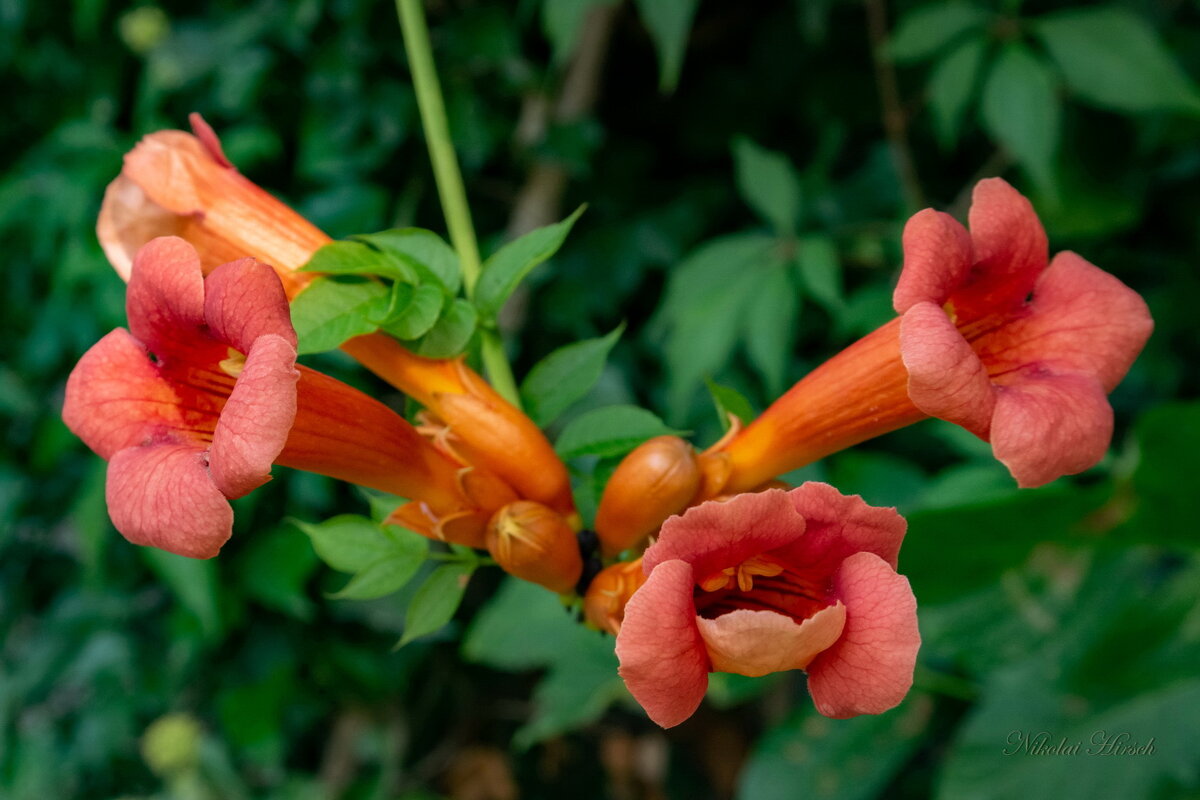 Про кампсис... - Николай Гирш Про кампсис... - Николай Гирш